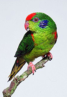 Charmosyna rubronotata 